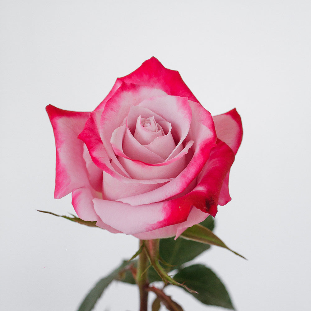 Rock Fire — wholesale roses