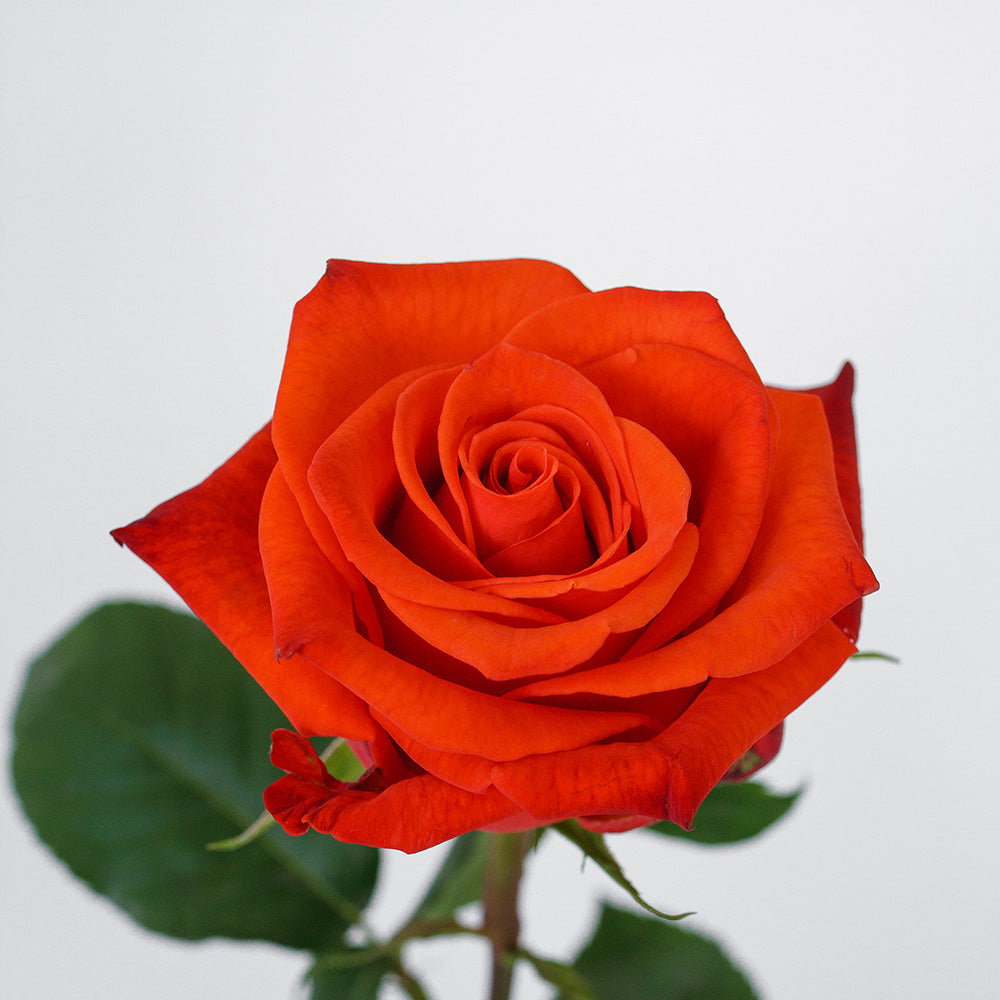 Santana — wholesale roses