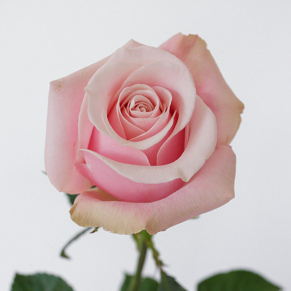 Shy 2 Rose — wholesale