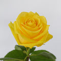 Super Sun Rose — wholesale
