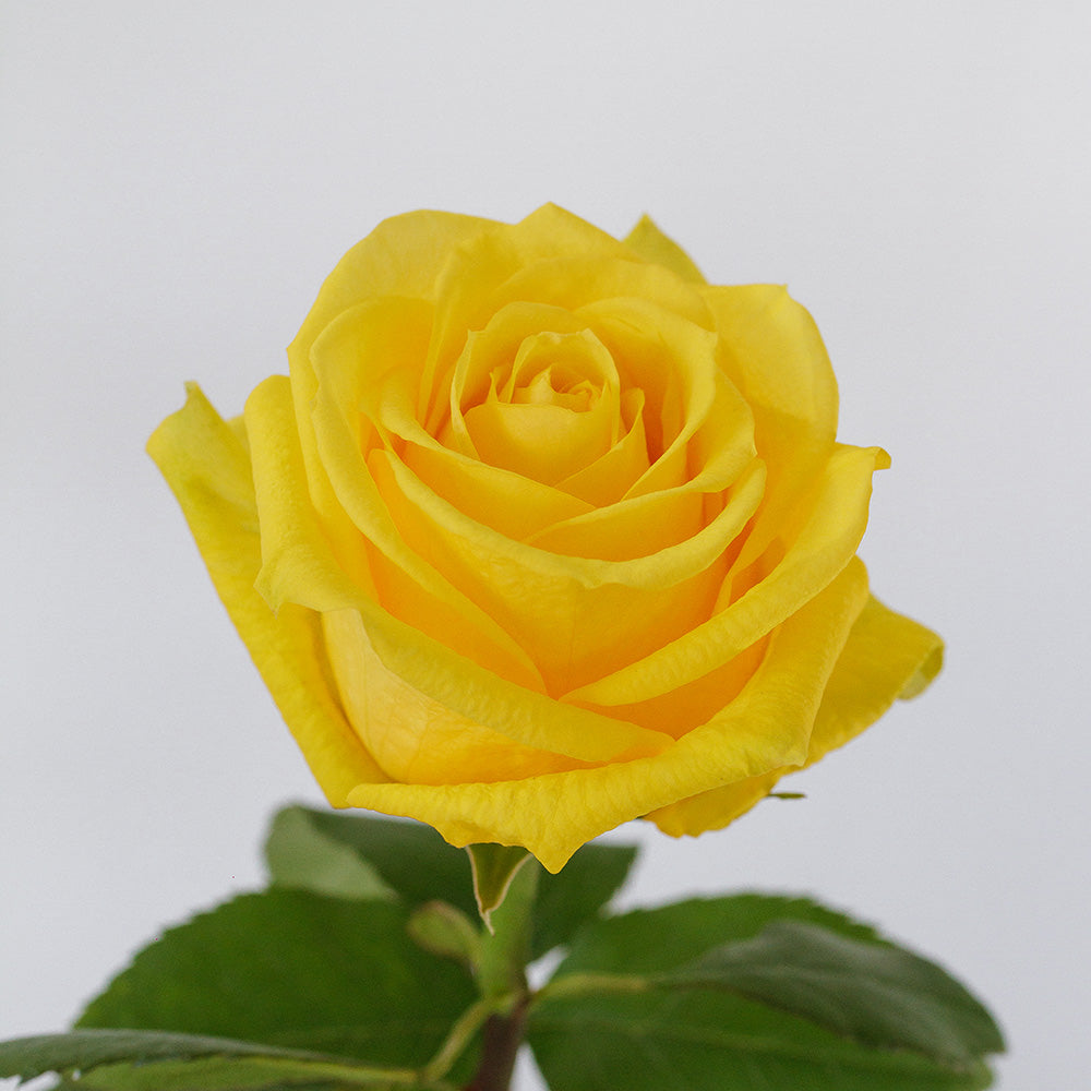 Super Sun Rose — wholesale