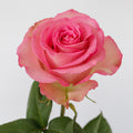 Sweet Unique — wholesale roses