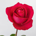 Tenerife — wholesale roses
