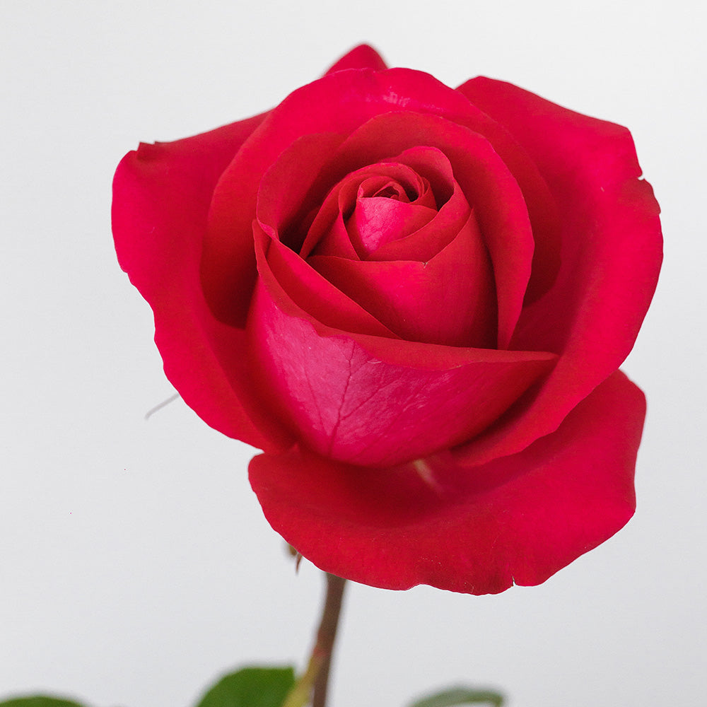 Tenerife — wholesale roses