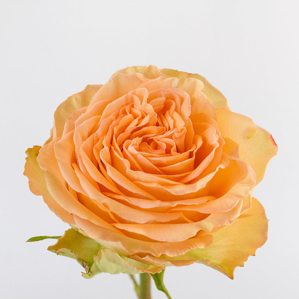 Country Home — wholesale roses