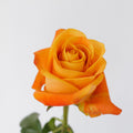 Nexus 2 Rose — wholesale