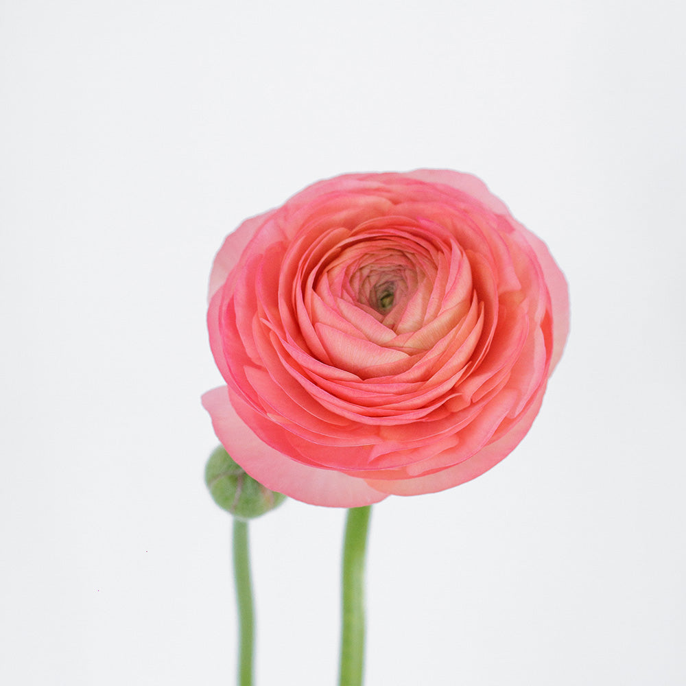 Coral 2 Ranunculus — wholesale
