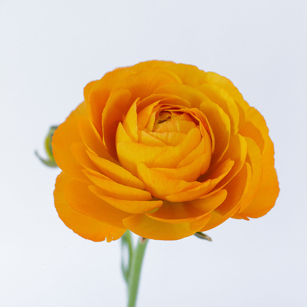 Orange 2 Ranunculus — wholesale