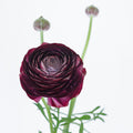 Purple 2 Ranunculus — wholesale