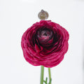 Violet Ranunculus — wholesale