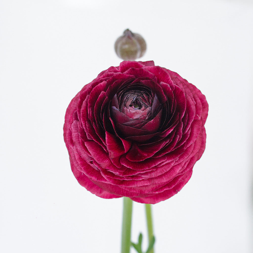Violet Ranunculus — wholesale