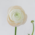 White 3 Ranunculus — wholesale