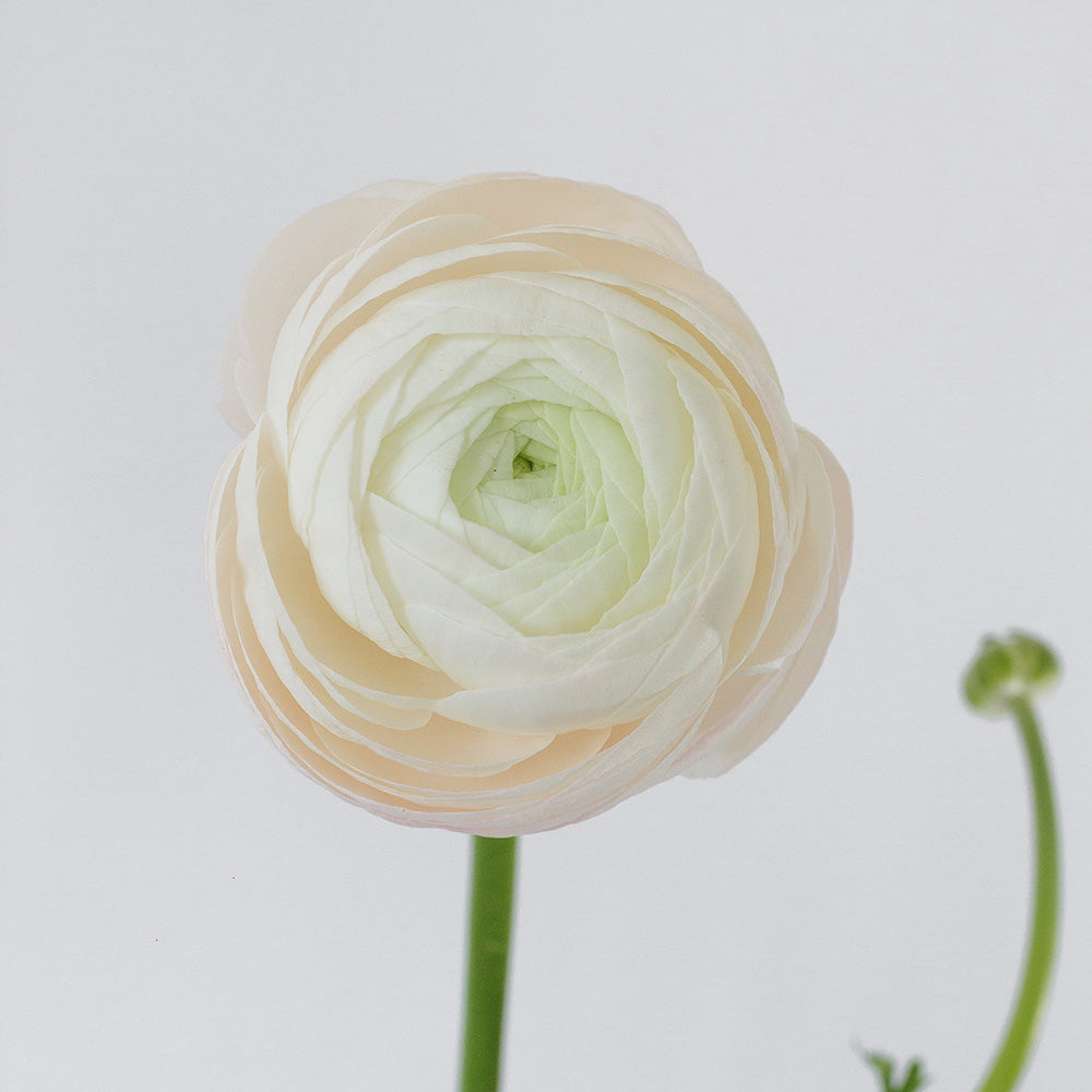 White 3 Ranunculus — wholesale