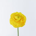 Yellow 2 Ranunculus — wholesale