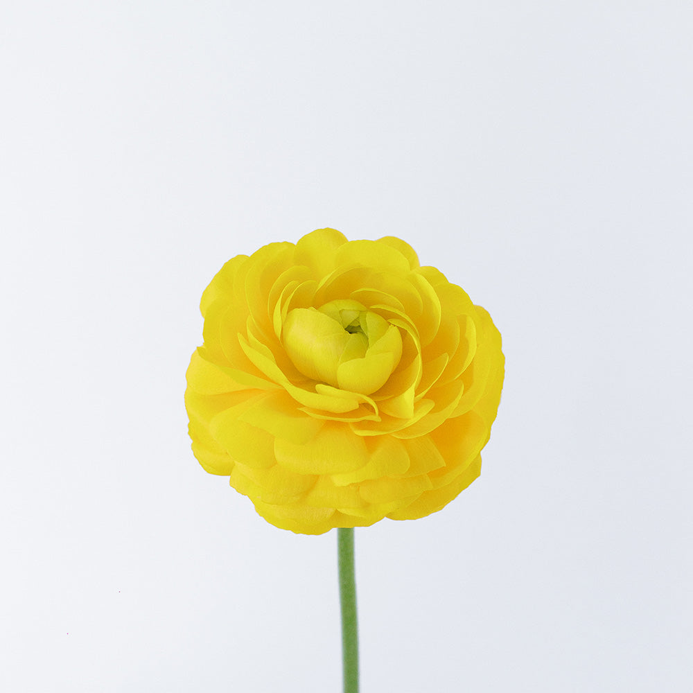 Yellow 2 Ranunculus — wholesale