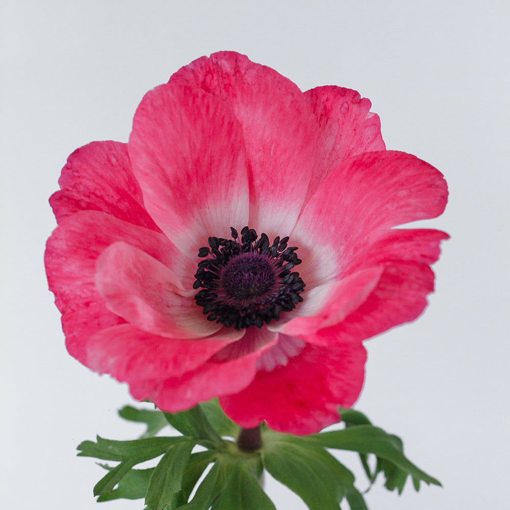 Pinkie 2 Anemone — wholesale