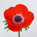 Red 4 Anemone — wholesale
