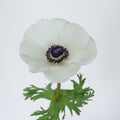 White 4 Anemone — wholesale