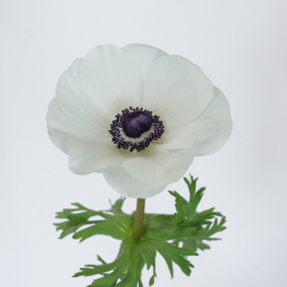 White 4 Anemone — wholesale