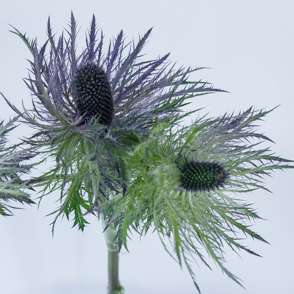 Deep Blue Jackpot 2 Anemone — wholesale