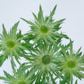 Green Lagoon 2 Anemone — wholesale