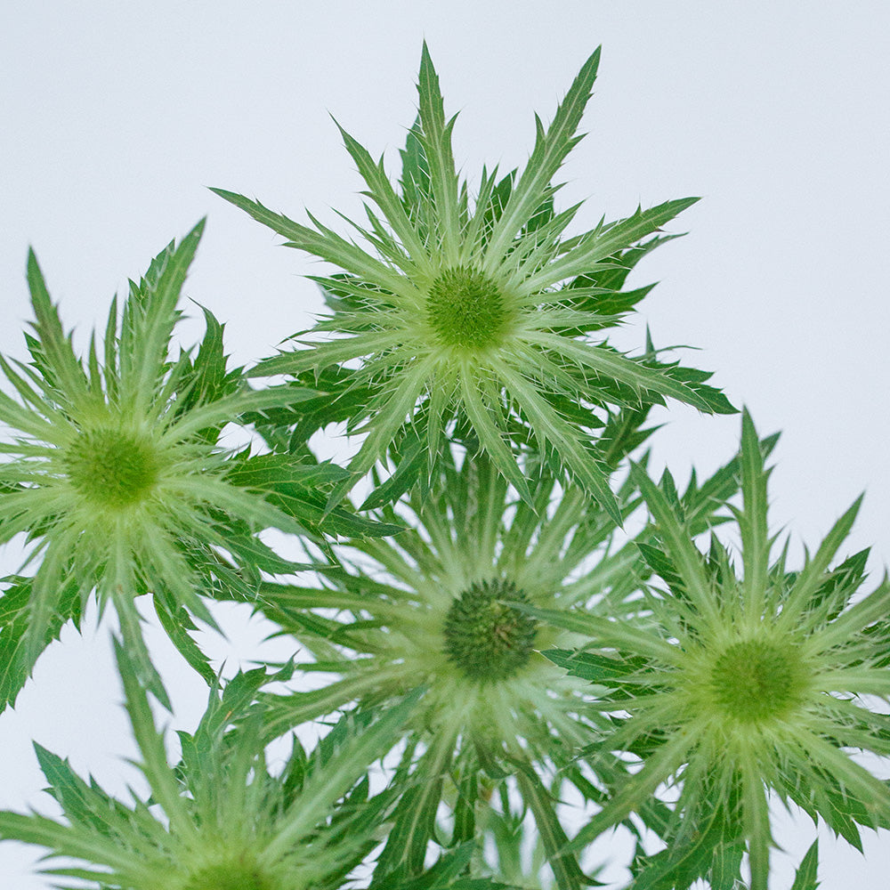 Green Lagoon 2 Anemone — wholesale