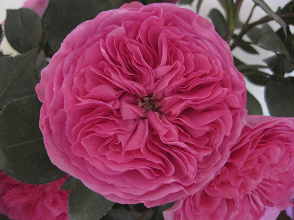 Baronesse Garden Rose, wholesale pink garden roses