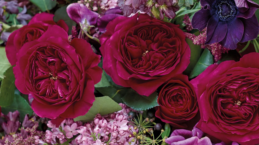 Darcey Garden Rose, wholesale pink garden roses