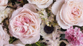 Keira Garden Rose, wholesale pink garden roses