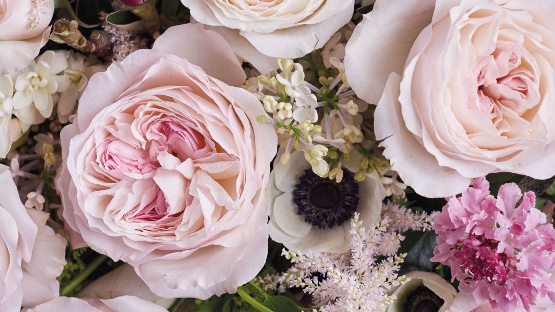 Keira Garden Rose, wholesale pink garden roses