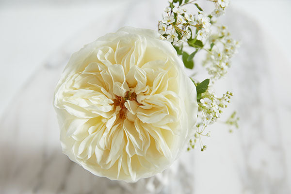 Leonora Garden Rose, wholesale cream garden roses