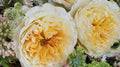 Beatrice Garden Rose, wholesale cream garden roses