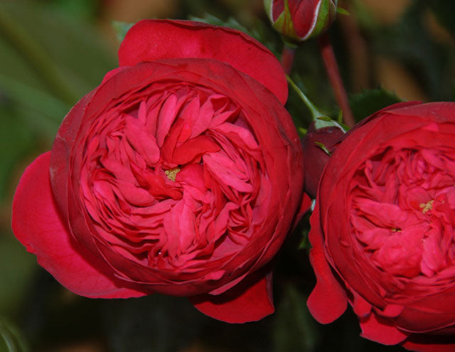 Piano Garden Rose, wholesale red garden roses