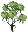 Princess Midori Spr Garden Rose, wholesale green garden roses
