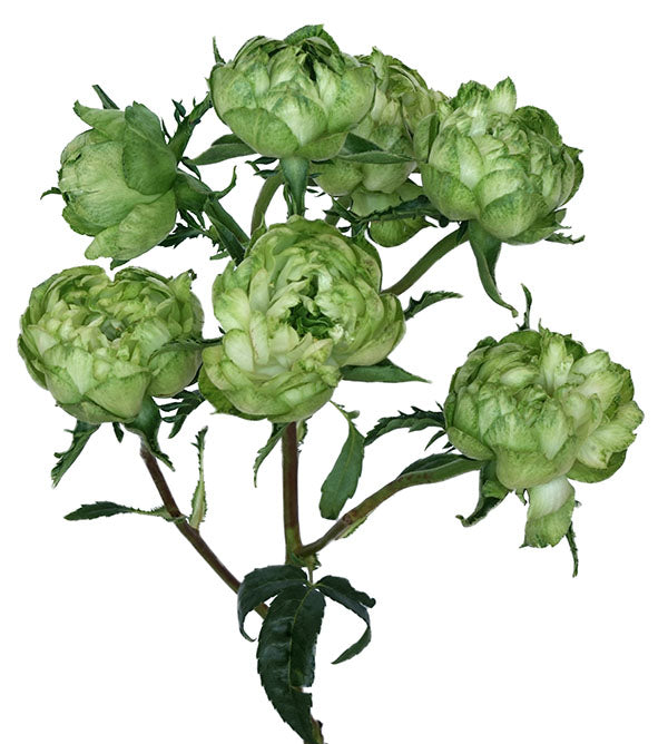 Princess Midori Spr Garden Rose, wholesale green garden roses