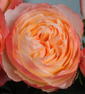 Princess Aiko Garden Rose, wholesale light pink garden roses