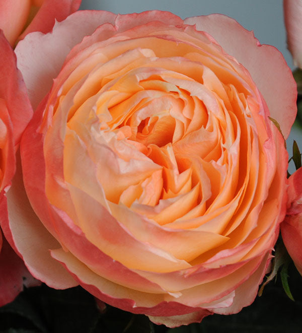 Princess Aiko Garden Rose, wholesale light pink garden roses