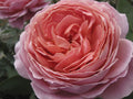 Romantic Antike Garden Rose, wholesale pink garden roses