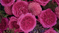 Capability Garden Rose, wholesale hot pink garden roses