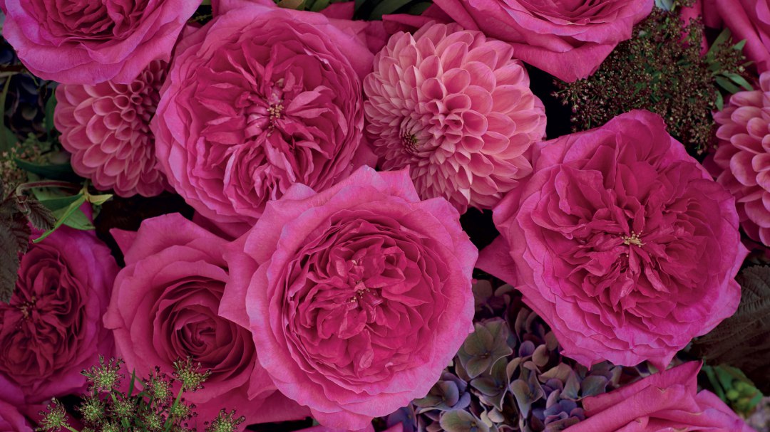 Capability Garden Rose, wholesale hot pink garden roses