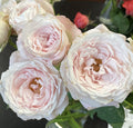 Princess Fairy Kiss Pink Spr Garden Rose, wholesale light pink garden roses