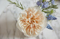 Eugenie Garden Rose, wholesale cream garden roses