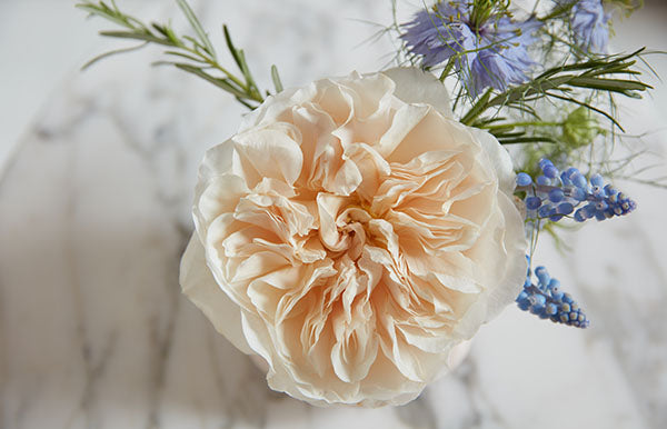 Eugenie Garden Rose, wholesale cream garden roses