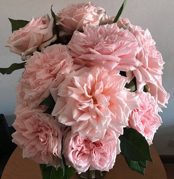 Princess Hitomi Garden Rose, wholesale light pink garden roses