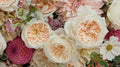 Purity Garden Rose, wholesale cream garden roses