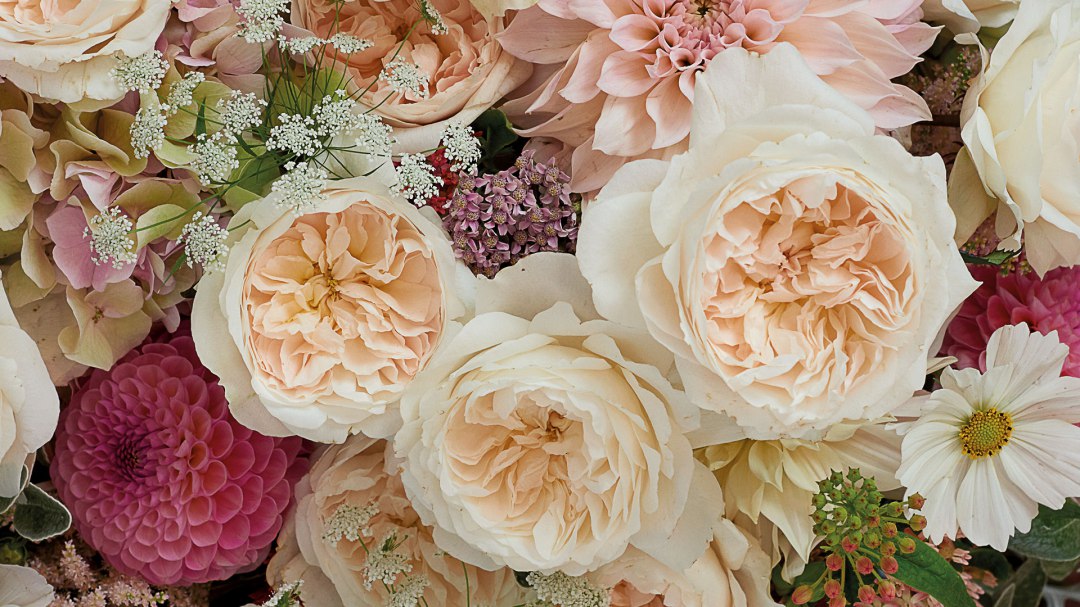 Purity Garden Rose, wholesale cream garden roses