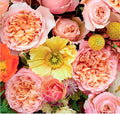 Edith Garden Rose, wholesale pink garden roses