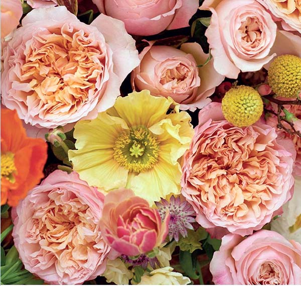Edith Garden Rose, wholesale pink garden roses