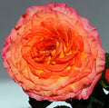 Sunset Garden Rose, wholesale yellow garden roses