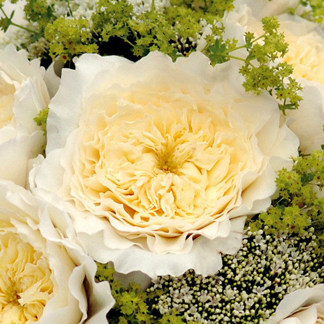 Patience Garden Rose, wholesale cream garden roses